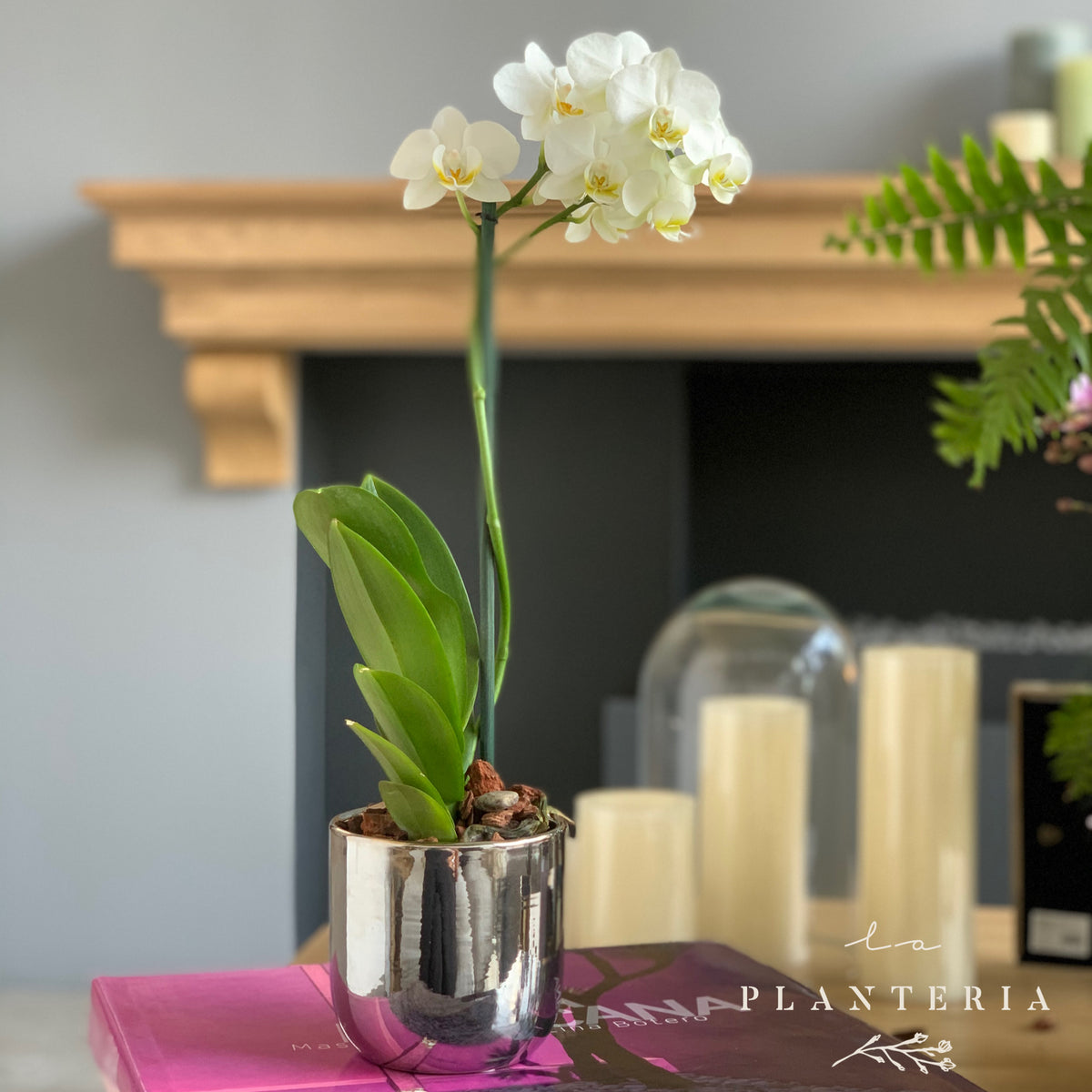 Mini shine silver orchid (6581974008002)