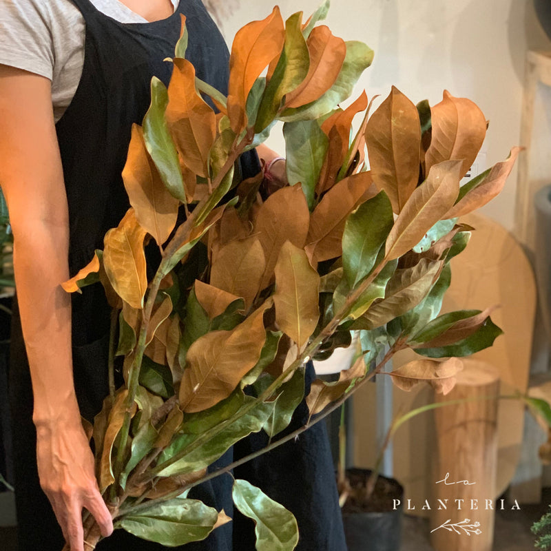 Manojo de magnolia (6916538532034)