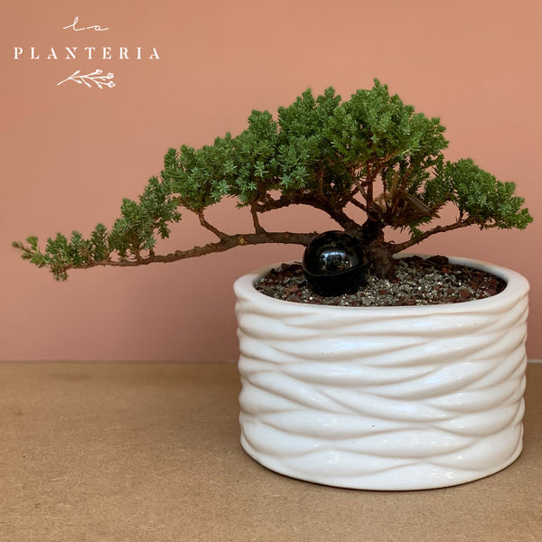 Bonsai lines (5999688941762)