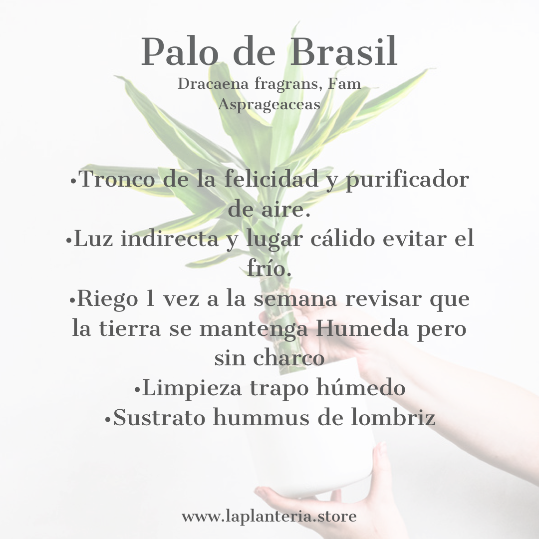 Palo de Brasil (5744045621398)