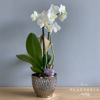 Mini Orquídea base plata (5757775249558)