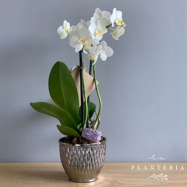 Mini Orquídea base plata (5757775249558)