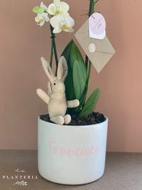 Welcome Pot orquídea (5744150446230)