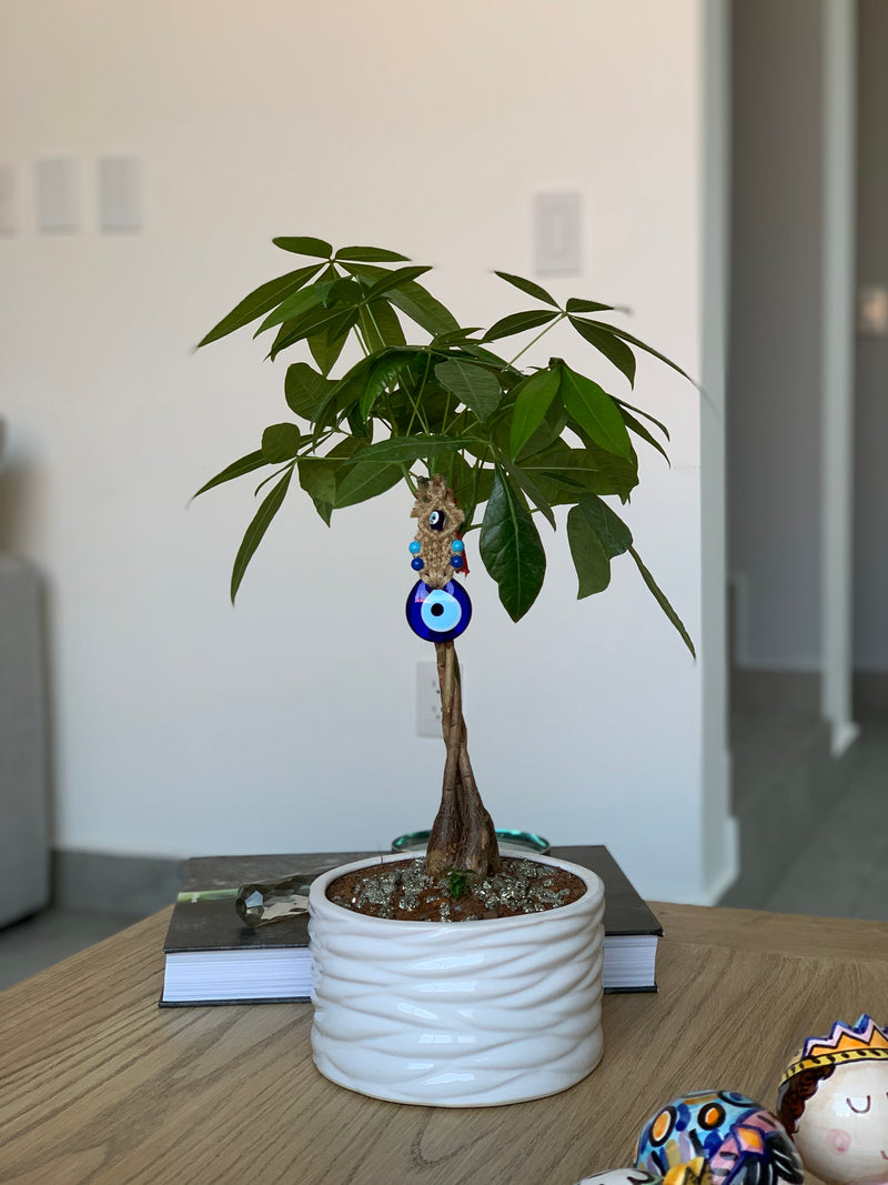 Money tree (6116225319106)