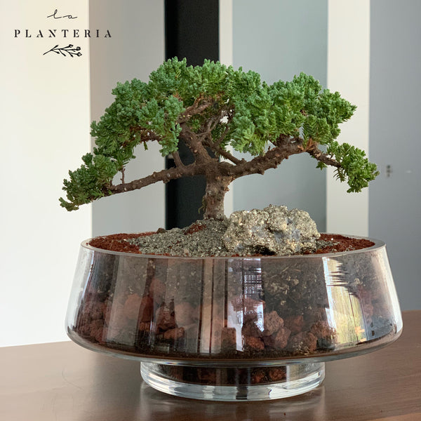 Bonsai glass premium (6174097309890)