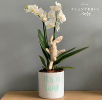 Welcome Pot orquídea